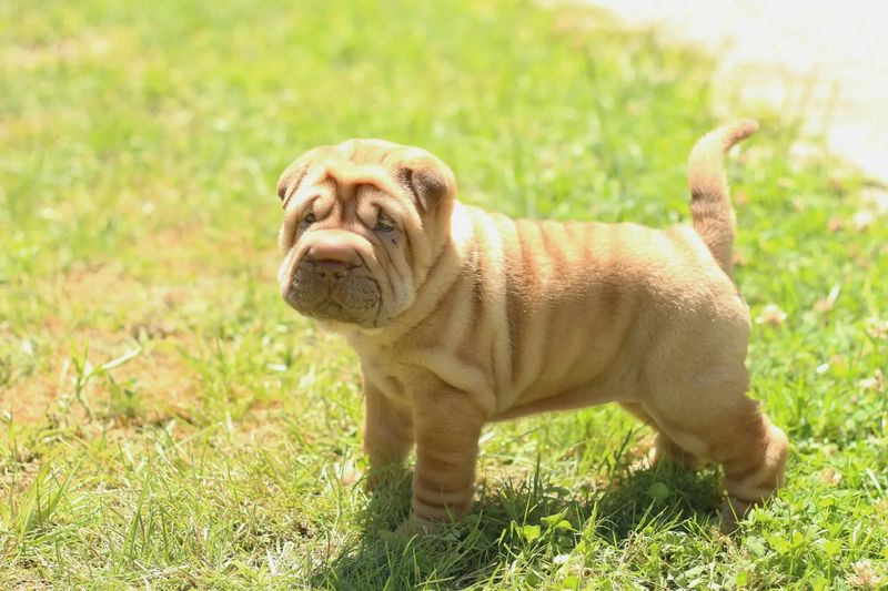 Self-Sufficient Companion: The Shar-Pei