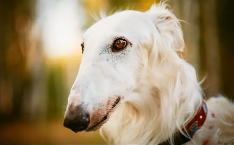 Sensitive Borzoi