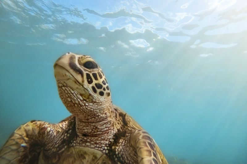 Adopt A Turtle (Virtually)