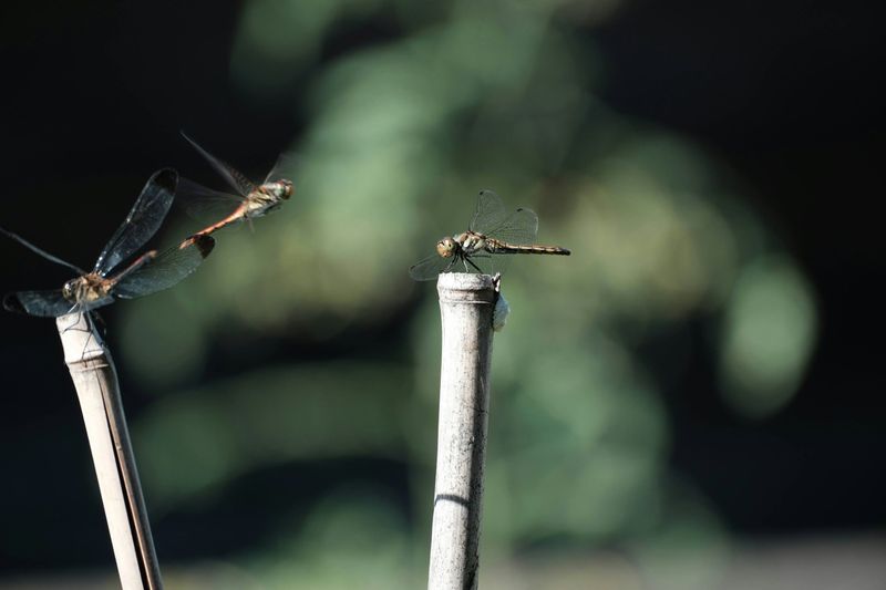 Install Perching Sticks