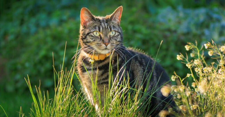 Do Outdoor Cats Have A Better Life? 18 Key Differences From Indoor Cats