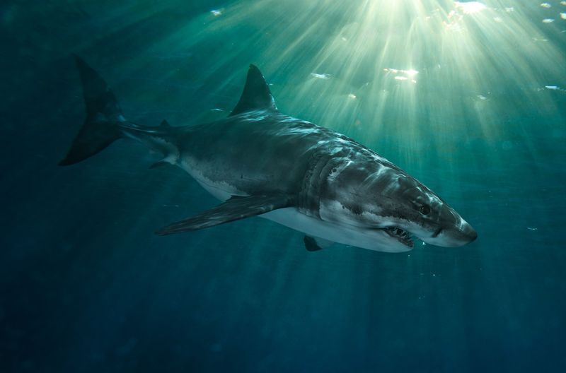 The Great White's Mysterious Deep Dives