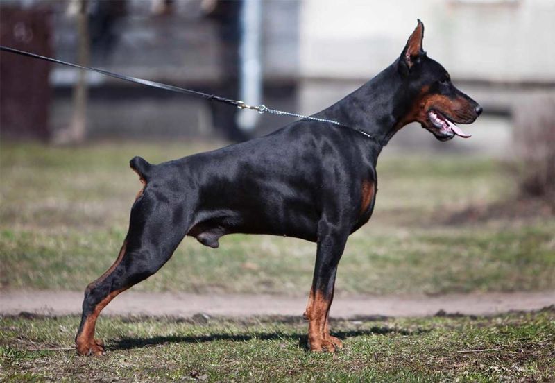 European Working Line Dobermans