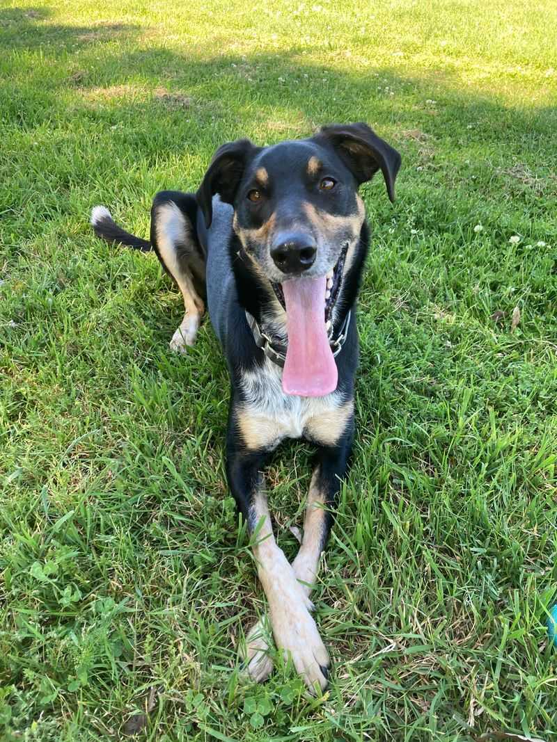Doberman + Border Collie