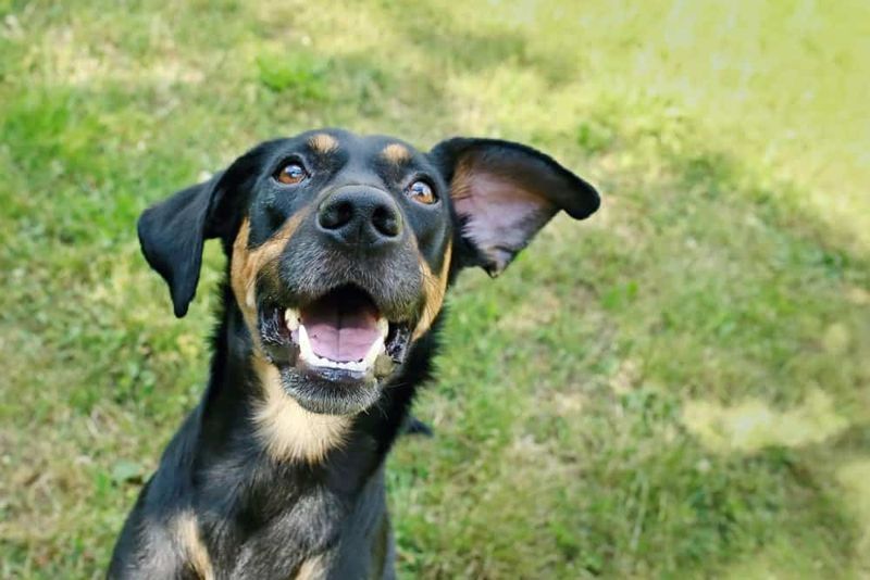Doberman + Boxer (Boxerman)