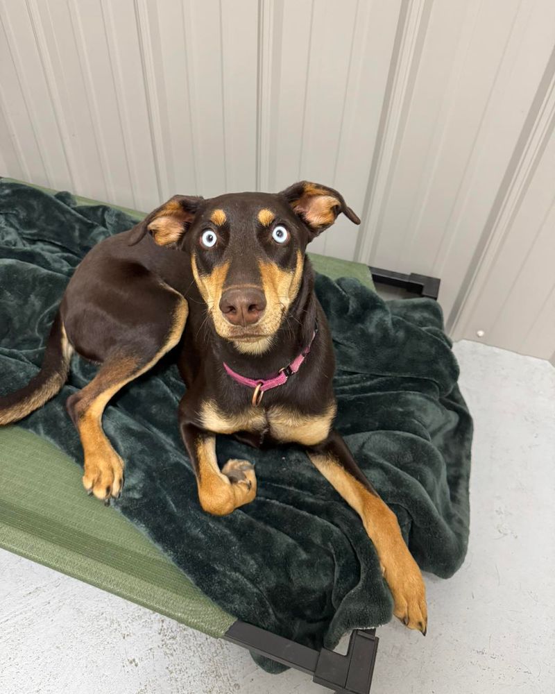 Doberman + Husky
