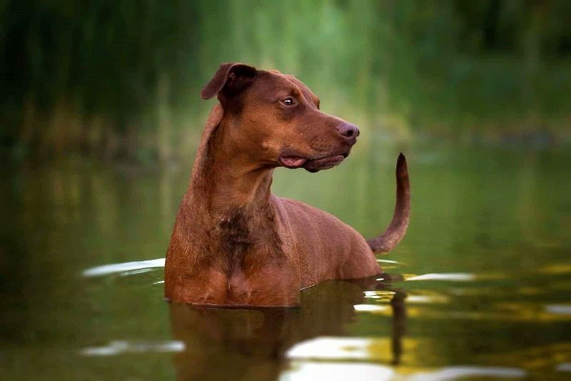Doberman + Pit Bull