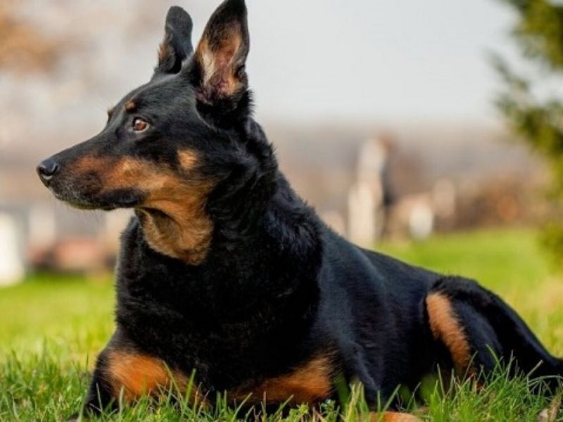 Doberman + German Shepherd