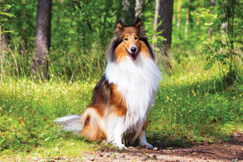 Collie