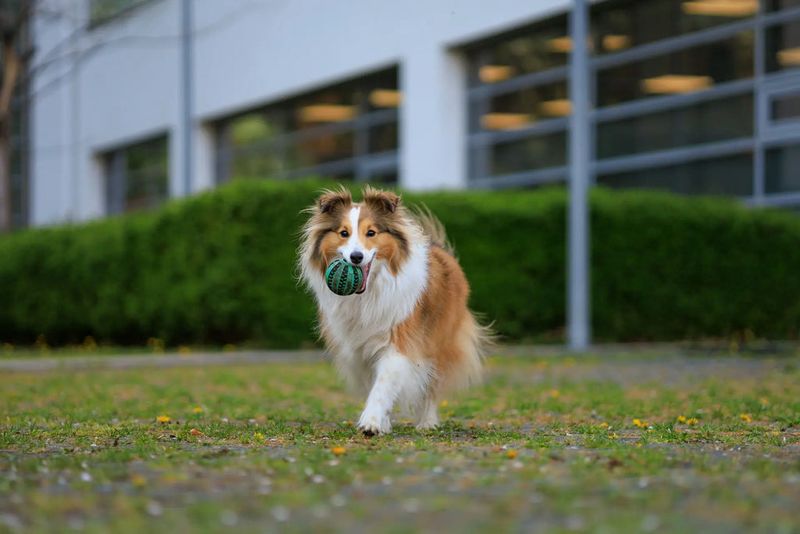 Shetland Sheepdog