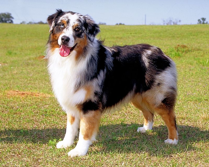 Australian Shepherd
