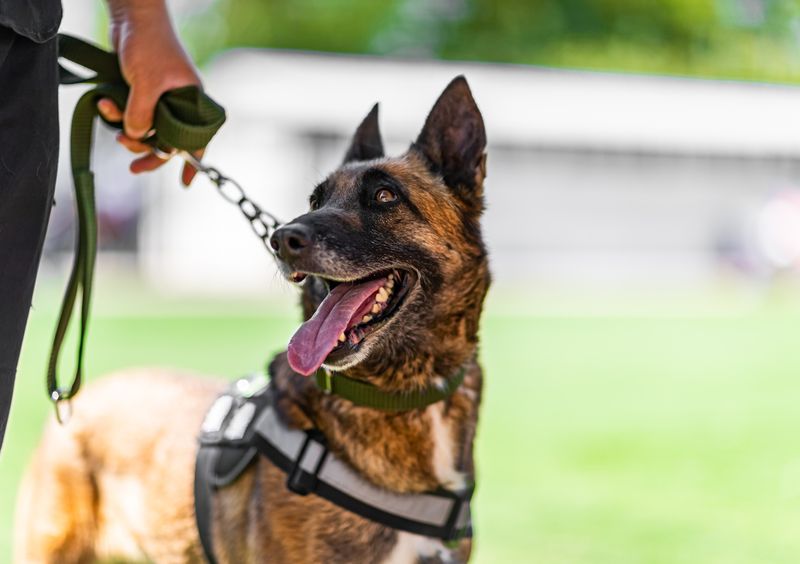 Belgian Malinois