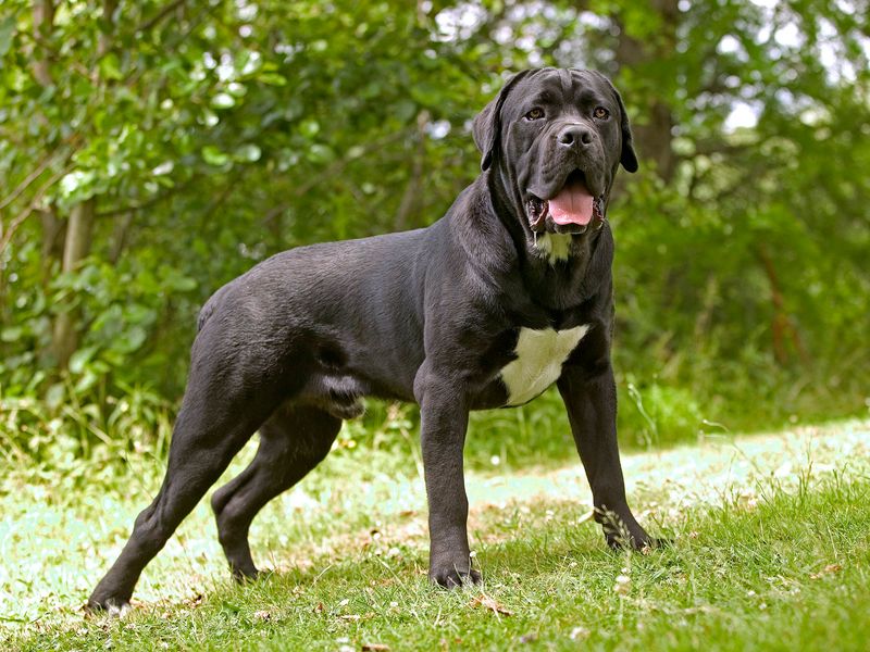 Cane Corso