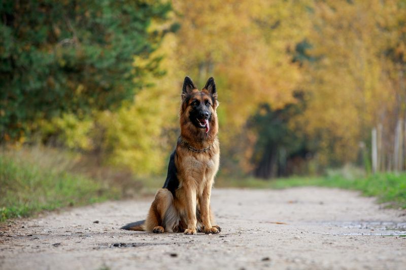 German Shepherd