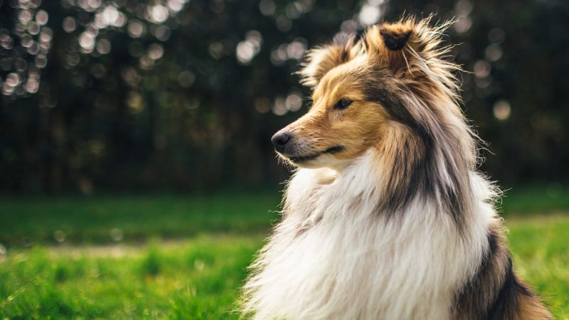 Shetland Sheepdog: The Clever Communicator