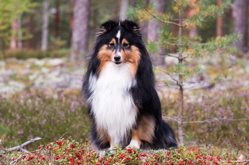 Shetland Sheepdog: The Miniature Mastermind