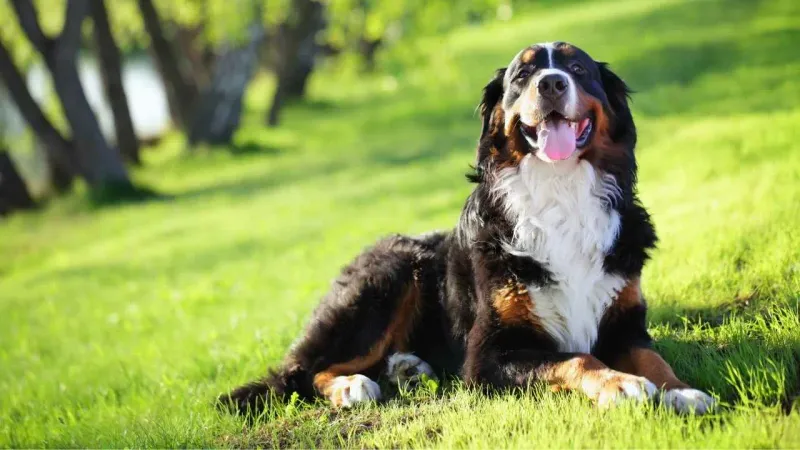 Bernese Mountain Dogs: Fluffy Protectors