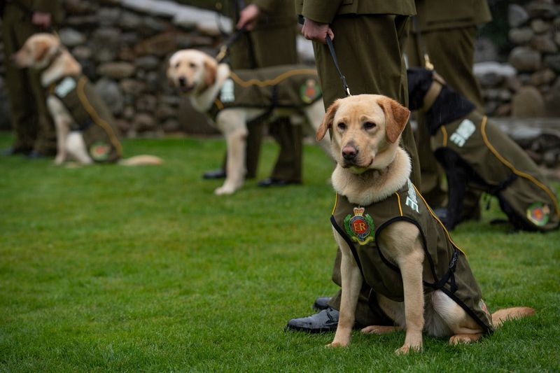Labrador Retrievers: The Bomb Detectors