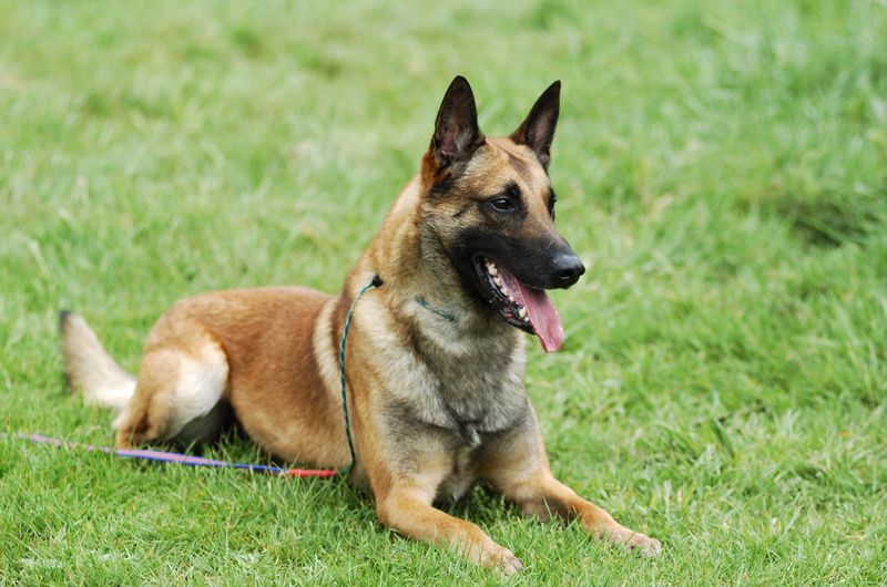 Belgian Malinois: The Tireless Worker