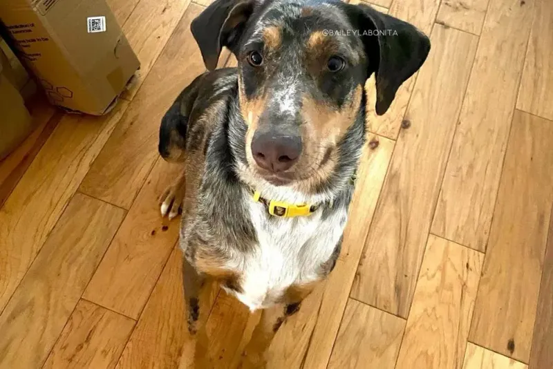 Doberman + Australian Shepherd