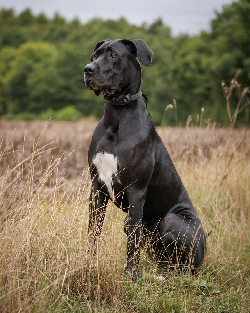 Doberman + Great Dane (Doberdane)