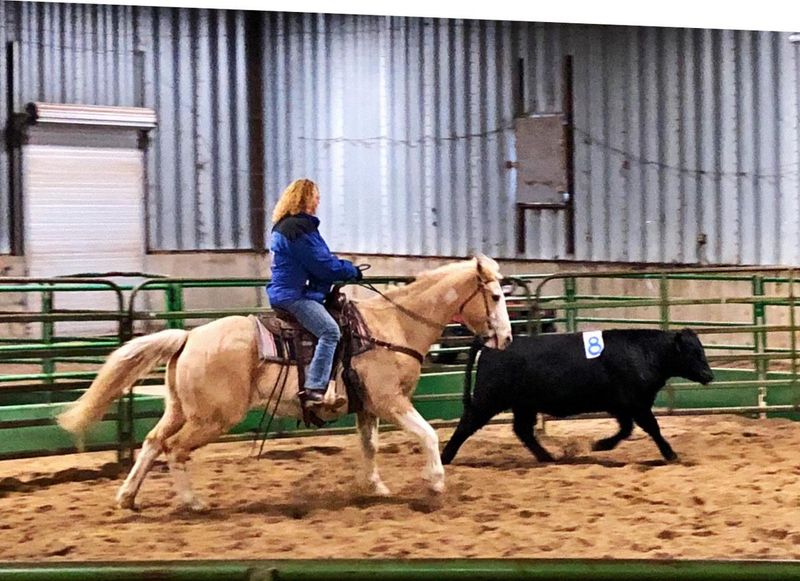 Sorting Horses – The Cattle Organizers