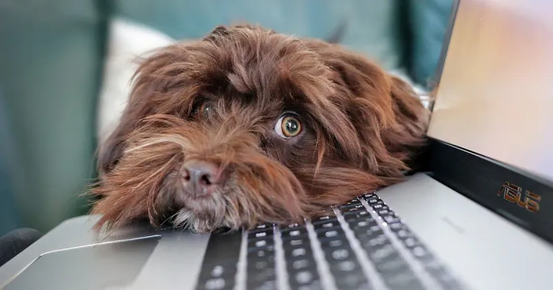 Network Your Foster Pet For Adoption