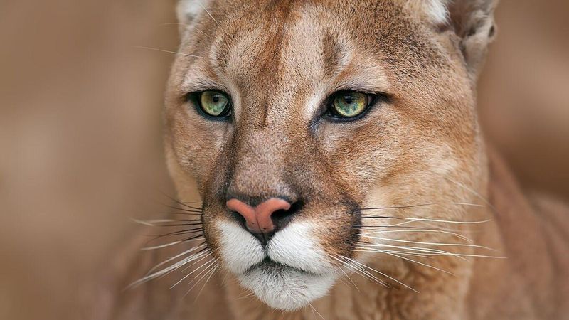 Remove Attractants Like Water Sources