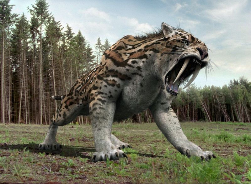 Smilodon (Saber-Toothed Tiger)