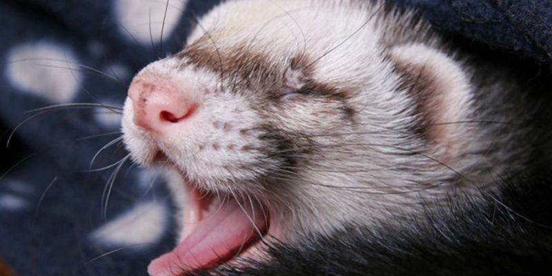 Sneezing Ferret