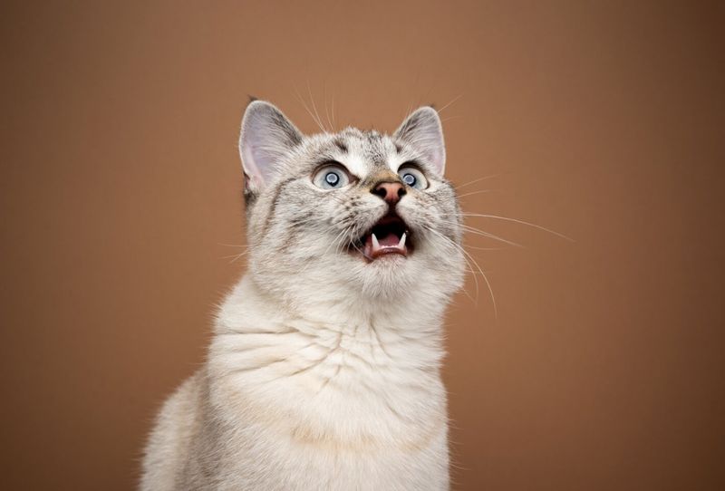 Cat Chattering