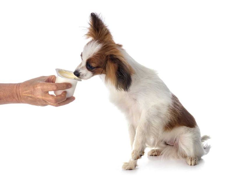 Dog-Safe Alternative: Plain Yogurt