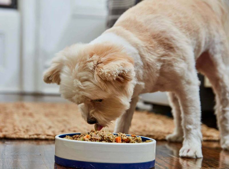 Dog-Safe Alternative: Plain Cooked Chicken