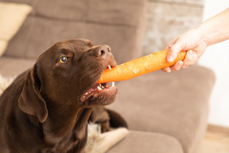 Dog-Safe Alternative: Carrots