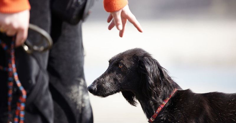 Dog Ignores Commands