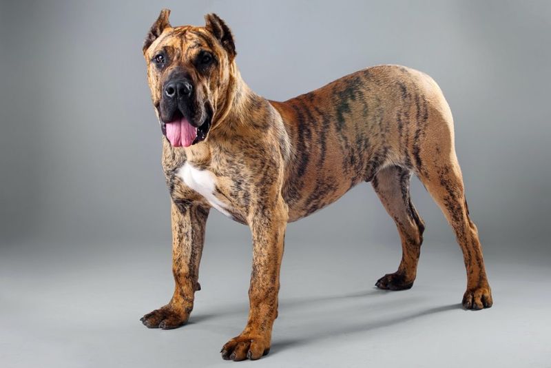 Presa Canario