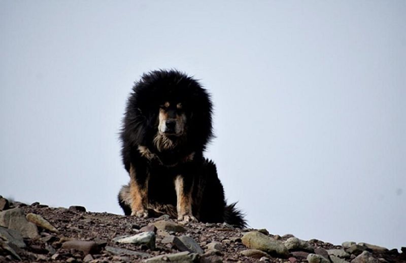 Tibetan Mastiff