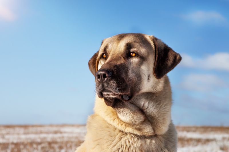 Kangal: Turkey's Livestock Guardian