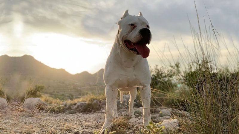 Dogo Argentino: The Big Game Hunter