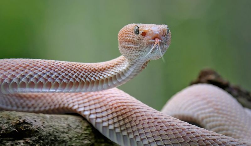Snakes