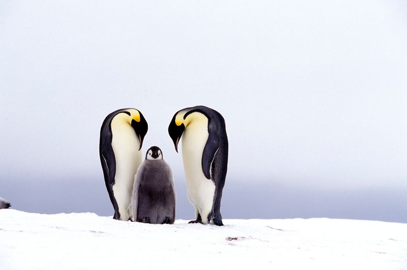 Penguins: Devoted Life Partners