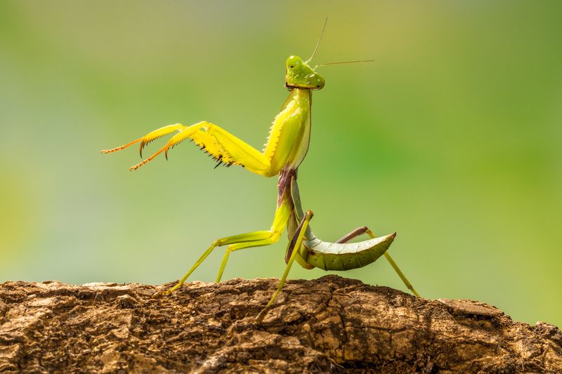 Praying Mantis