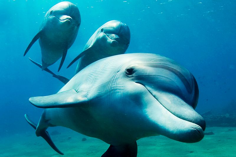 Dolphin