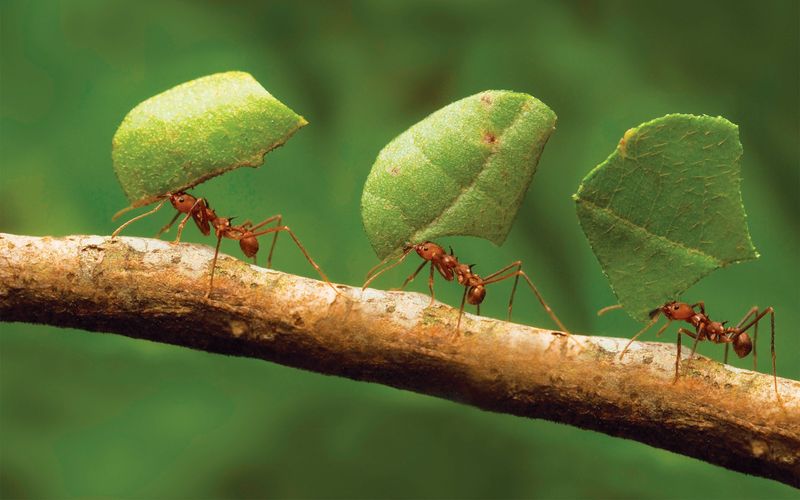 Industrious Ants