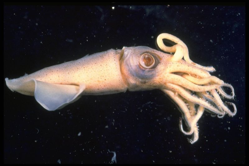 Squid
