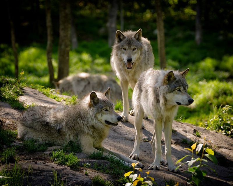 Wolves