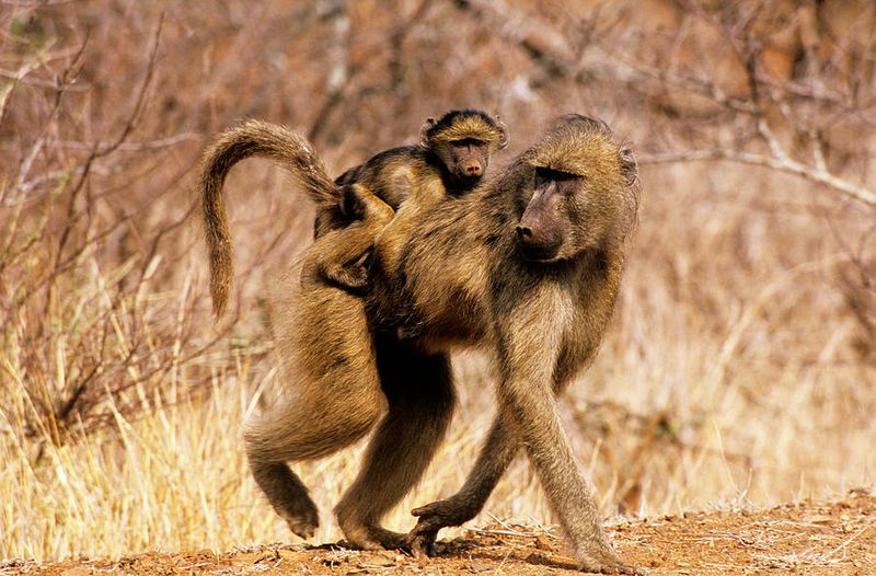 Baboons
