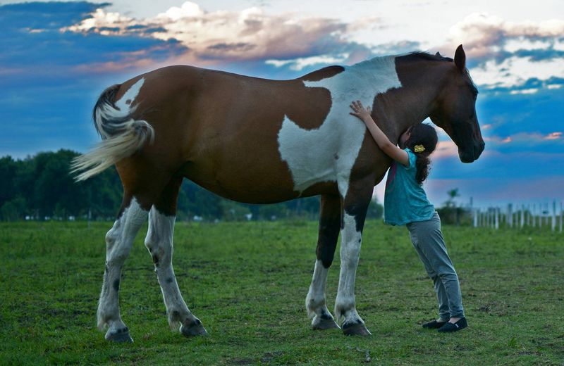 Horses
