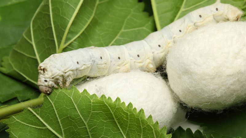Silkworms