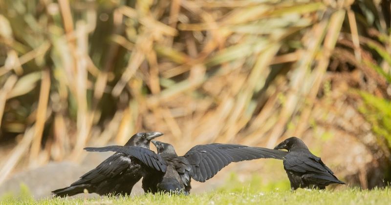 Ravens Form Teenage Gangs